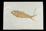 Detailed Fossil Fish (Knightia) - Wyoming #165870-1